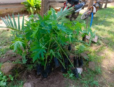 CIVISCE Launches Pilot Pawpaw Tree Project at Kitongoni Secondary School to Enhance Student Nutrition